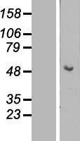 KRT15 / CK15 / Cytokeratin 15 Protein - Western validation with an anti-DDK antibody * L: Control HEK293 lysate R: Over-expression lysate