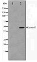 KRT17 / CK17 / Cytokeratin 17 Antibody - Western blot of HUVEC cell lysate using Keratin 17 Antibody