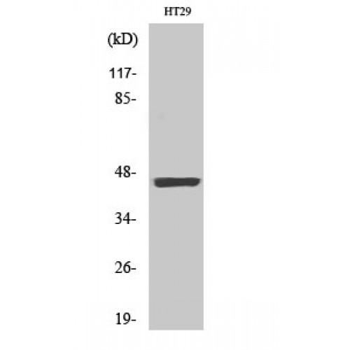 KRT18 / CK18 / Cytokeratin 18 Antibody - Western blot of Phospho-Cytokeratin 18 (S33) antibody