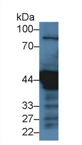 KRT18 / CK18 / Cytokeratin 18 Antibody - Western Blot; Sample: Human Hela
