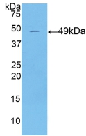 KRT18 / CK18 / Cytokeratin 18 Antibody - Western Blot; Sample: Recombinant KRT18, Mouse.