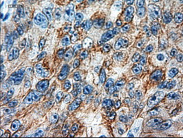 KRT18 / CK18 / Cytokeratin 18 Antibody - IHC of paraffin-embedded pancreas using anti-KRT18 mouse monoclonal antibody.