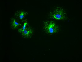 KRT18 / CK18 / Cytokeratin 18 Antibody - Immunofluorescent staining of HeLa cells using anti-KRT18 mouse monoclonal antibody.