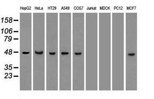 KRT18 / CK18 / Cytokeratin 18 Antibody - CK18 antibody (1H10) at 1:1000 with HepG2 cell lysate.