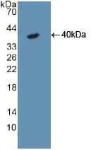 KRT18 / CK18 / Cytokeratin 18 Antibody - Western Blot; Sample: Recombinant KRT18, Rat.