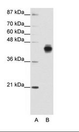 KRT18 / CK18 / Cytokeratin 18 Antibody - A: Marker, B: HepG2 Cell Lysate.  This image was taken for the unconjugated form of this product. Other forms have not been tested.