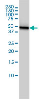 KRT18 / CK18 / Cytokeratin 18 Antibody - KRT18 monoclonal antibody (M01), clone 2F8 Western blot of KRT18 expression in HeLa.