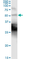 KRT18 / CK18 / Cytokeratin 18 Antibody - Immunoprecipitation of KRT18 transfected lysate using anti-KRT18 monoclonal antibody and Protein A Magnetic Bead.