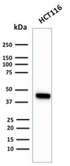 KRT18 / CK18 / Cytokeratin 18 Antibody - Western Blot Analysis of HCT116 Cell lysate using Cytokeratin 18 Rabbit Recombinant Monoclonal Antibody (KRT18/2819R).
