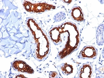 KRT18 / CK18 / Cytokeratin 18 Antibody - Formalin-fixed, paraffin-embedded human skin stained with Cytokeratin 18 antibody (KRT18/834).  This image was taken for the unmodified form of this product. Other forms have not been tested.