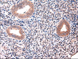 KRT18 / CK18 / Cytokeratin 18 Antibody - IHC of paraffin-embedded endometrium using anti-KRT18 mouse monoclonal antibody.