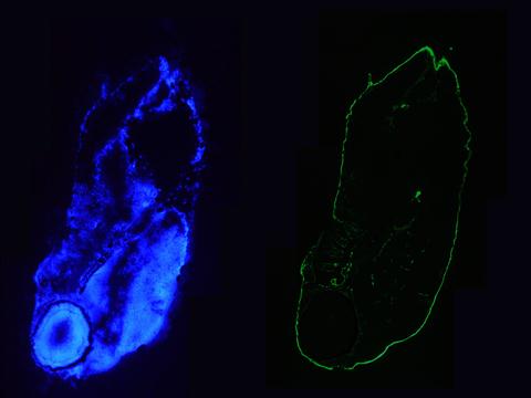 KRT18 / CK18 / Cytokeratin 18 Antibody - Immunofluorescence staining of a 5 days old zebrafish embryo. Left panel: DAPI-staining of cell nuclei, providing an overview of the tissue section used for immunostaining