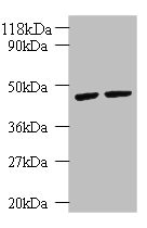 KRT18 / CK18 / Cytokeratin 18 Antibody - Western blot All lanes: KRT18 antibody at 2µg/ml Lane 1: K562 whole cell lysate Lane 2: HepG2 whole cell lysate Secondary Goat polyclonal to rabbit IgG at 1/10000 dilution Predicted band size: 49 kDa Observed band size: 49 kDa