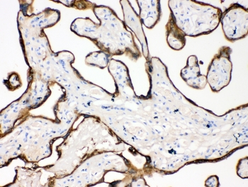 KRT18 / CK18 / Cytokeratin 18 Antibody - IHC testing of FFPE human placental tissue with Cytokeratin 18 antibody at 1ug/ml. Required HIER: steam section in pH6 citrate buffer for 20 min and allow to cool prior to testing.