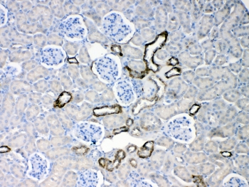 KRT18 / CK18 / Cytokeratin 18 Antibody - IHC testing of FFPE mouse kidney tissue with Cytokeratin 18 antibody at 1ug/ml. Required HIER: steam section in pH6 citrate buffer for 20 min and allow to cool prior to testing.