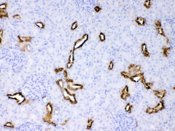 KRT18 / CK18 / Cytokeratin 18 Antibody - IHC testing of FFPE rat kidney tissue with Cytokeratin 18 antibody at 1ug/ml. Required HIER: steam section in pH6 citrate buffer for 20 min and allow to cool prior to testing.