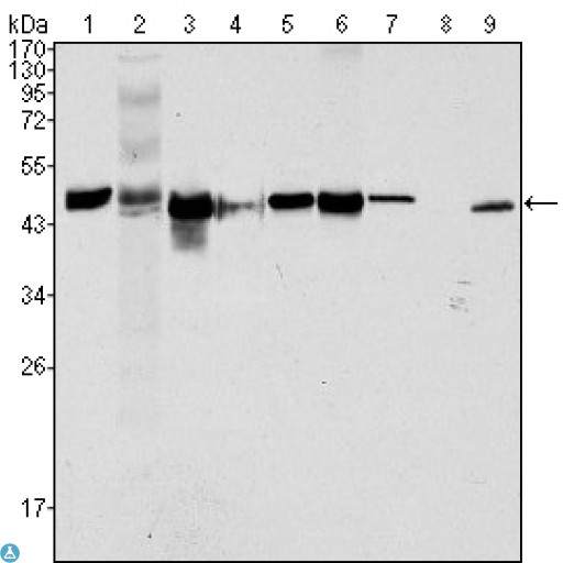 KRT18 / CK18 / Cytokeratin 18 Antibody - Western Blot (WB) analysis using Cytokeratin 18 Monoclonal Antibody against HeLa (1), NIH/3T3 (2), A549 (3), Jurkat (4), MCF-7(5), HepG2 (6), A431 (7), HEK293 (8) and K562 (9) cell lysate.