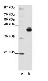 KRT18 / CK18 / Cytokeratin 18 Antibody - A: Marker, B: HepG2 Cell Lysate.  This image was taken for the unconjugated form of this product. Other forms have not been tested.