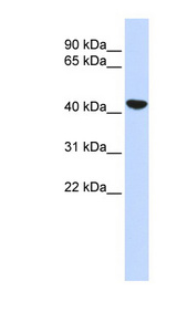 KRT19 / CK19 / Cytokeratin 19 Antibody - KRT19 / Cytokeratin 19 antibody western blot of Human Fetal Lung lysate.  This image was taken for the unconjugated form of this product. Other forms have not been tested.