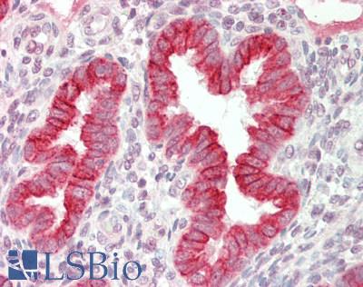 KRT19 / CK19 / Cytokeratin 19 Antibody - Human Uterus: Formalin-Fixed, Paraffin-Embedded (FFPE).  This image was taken for the unconjugated form of this product. Other forms have not been tested.