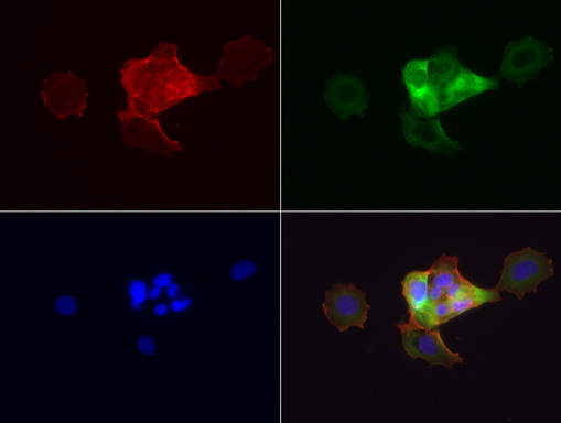 KRT19 / CK19 / Cytokeratin 19 Antibody - Immunofluorescent staining of MCF-7 cells using anti-KRT19 mouse monoclonal antibody  green, 1:100). Actin filaments were labeled with Alexa Fluor® 594 Phalloidin. (red), and nuclear with DAPI. (blue).