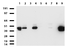 KRT19 / CK19 / Cytokeratin 19 Antibody - Western blot of cell lysates. (35ug) from 9 different cell lines. (1: HepG2, 2: HeLa, 3: SV-T2, 4: A549. 5: COS7, 6: Jurkat, 7: MDCK, 8: PC-12, 9: MCF7).