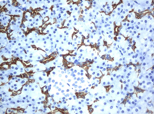 KRT19 / CK19 / Cytokeratin 19 Antibody - Immunohistochemical staining of paraffin-embedded human pancreas tissue using anti-KRT19mouse monoclonal antibody. Clone UMAB2 was diluted 1:100; used heat-induced epitope retrieval by 10mM citric buffer, pH6.0, 120C for 3min to produce strong staining on the exocrine glandular cells and no staining in the Islets of Langerhans