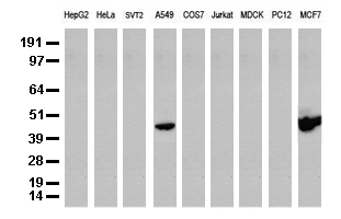 KRT19 / CK19 / Cytokeratin 19 Antibody - Western blot analysis of extracts. (35ug) from 9 different cell lines by using anti-CK19 monoclonal antibody. (Clone UMAB2) at 1:500.