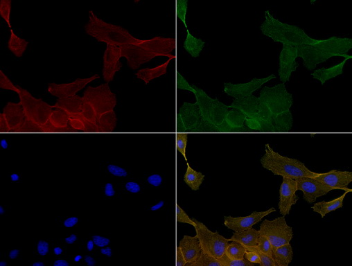 KRT19 / CK19 / Cytokeratin 19 Antibody - Immunofluorescent staining of MDCK cells using anti-CK19 mouse monoclonal antibody  green). Actin filaments were labeled with TRITC-phalloidin. (red), and nuclear with DAPI. (blue). The three-color overlay image is located at the bottom-right corner.
