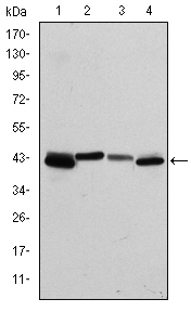 KRT19 / CK19 / Cytokeratin 19 Antibody - Western blot using KRT19 mouse monoclonal antibody against T47D (1), MCF-7 (2), HepG2 (3) and SW620 (4) cell lysate.