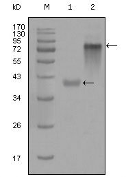 KRT19 / CK19 / Cytokeratin 19 Antibody - Western blot using KRT19 mouse monoclonal antibody against truncated KRT19-His recombinant protein (1) and full-length KRT19(aa1-400)-hIgGFc transfected CHO-K1 cell lysate(2).