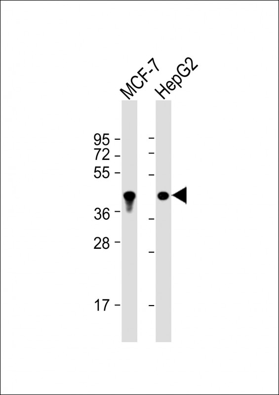 KRT19 / CK19 / Cytokeratin 19 Antibody - All lanes: Anti-KRT19 Antibody at 1:4000 dilution. Lane 1: MCF-7 whole cell lysates. Lane 2: HepG2 whole cell lysates Lysates/proteins at 20 ug per lane. Secondary Goat Anti-mouse IgG, (H+L), Peroxidase conjugated at 1:10000 dilution. Predicted band size: 44 kDa. Blocking/Dilution buffer: 5% NFDM/TBST.