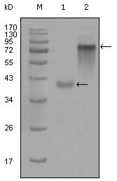 KRT19 / CK19 / Cytokeratin 19 Antibody - Western blot using anti-KRT19 monoclonal antibody against truncated KRT19-His recombinant protein (1) and full-length KRT19(aa1-400)-hIgGFc transfected CHO-K1 cell lysate(2).