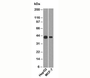 KRT19 / CK19 / Cytokeratin 19 Antibody - Cytokeratin 19 antibody A53-B/A2.26 western blot.  This image was taken for the unmodified form of this product. Other forms have not been tested.