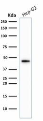 KRT19 / CK19 / Cytokeratin 19 Antibody - Western Blot Analysis of Hep-G2 Cell lysate using Cytokeratin 19 Rabbit Recombinant Monoclonal Antibody (KRT19/1959R).