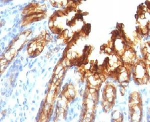 KRT19 / CK19 / Cytokeratin 19 Antibody - Formalin-fixed, paraffin-embedded rat stomach stained with CK19 antibody.  This image was taken for the unmodified form of this product. Other forms have not been tested.