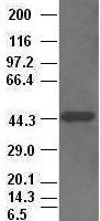 KRT19 / CK19 / Cytokeratin 19 Antibody - CK19 antibody (2F8) at 1:2500 + HepG2 cell lysate.