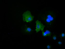 KRT19 / CK19 / Cytokeratin 19 Antibody - Anti-KRT19 mouse monoclonal antibody immunofluorescent staining of COS7 cells transiently transfected by pCMV6-ENTRY KRT19.