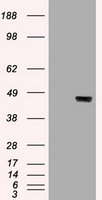 KRT19 / CK19 / Cytokeratin 19 Antibody - CK19 antibody (5D1) at 1:20000 with HepG2 cell lysate.