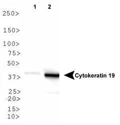 KRT19 / CK19 / Cytokeratin 19 Antibody - Cytokeratin 19 Antibody - Pancreatic Stem Cell Marker - WB analysis of Cytokeratin 19 in 1. HepG2 and 2. MCF7 lysates.  This image was taken for the unconjugated form of this product. Other forms have not been tested.