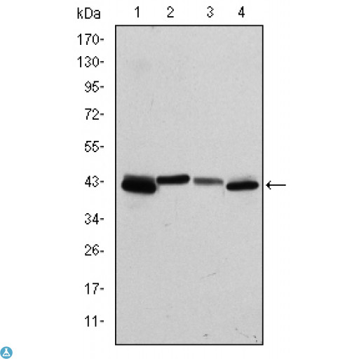 KRT19 / CK19 / Cytokeratin 19 Antibody - ELISA analysis of Cytokeratin 19 antibody.