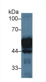 KRT20 / CK20 / Cytokeratin 20 Antibody - Western Blot; Sample: Rat Small intestine lysate; Primary Ab: 3µg/ml Rabbit Anti-Rat KRT20 Antibody Second Ab: 0.2µg/mL HRP-Linked Caprine Anti-Rabbit IgG Polyclonal Antibody