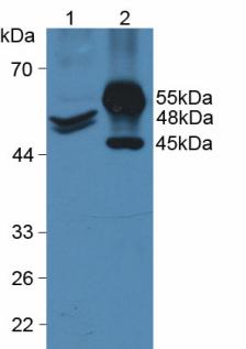 KRT20 / CK20 / Cytokeratin 20 Antibody - Western Blot; Sample: Lane1: Human Hela Cells; Lane2: Porcine Intestine Tissue.