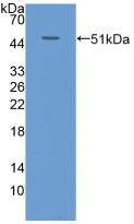 KRT20 / CK20 / Cytokeratin 20 Antibody - Western Blot; Sample: Recombinant KRT20, Human.