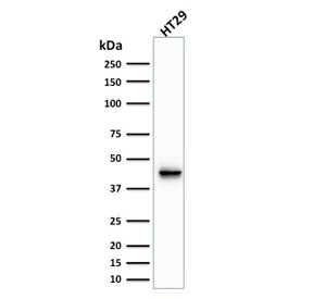 KRT20 / CK20 / Cytokeratin 20 Antibody - Western blot testing of human HT29 cell lysate with Cytokeratin 20 antibody (clone KRT20/1991). Predicted molecular weight ~46 kDa.