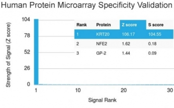 KRT20 / CK20 / Cytokeratin 20 Antibody - Analysis of HuProt(TM) microarray containing more than 19,000 full-length human proteins using Cytokeratin 20 antibody (clone KRT20/1991). These results demonstrate the foremost specificity of the KRT20/1991 mAb. Z- and S- score: The Z-score represents the strength of a signal that an antibody (in combination with a fluorescently-tagged anti-IgG secondary Ab) produces when binding to a particular protein on the HuProt(TM) array. Z-scores are described in units of standard deviations (SD's) above the mean value of all signals generated on that array. If the targets on the HuProt(TM) are arranged in descending order of the Z-score, the S-score is the difference (also in units of SD's) between the Z-scores. The S-score therefore represents the relative target specificity of an Ab to its intended target.