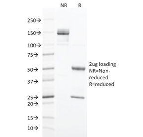 KRT20 / CK20 / Cytokeratin 20 Antibody - SDS-PAGE analysis of purified, BSA-free CK20 antibody (clone KRT20/1993) as confirmation of integrity and purity.