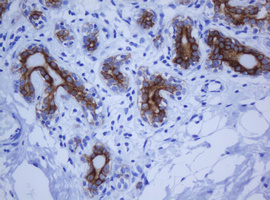 KRT20 / CK20 / Cytokeratin 20 Antibody - IHC of paraffin-embedded Human breast tissue using anti-KRT20 mouse monoclonal antibody.