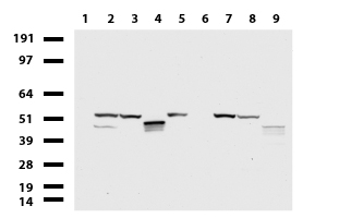 KRT20 / CK20 / Cytokeratin 20 Antibody - Western blot of cell lysates. (35ug) from 9 different cell lines. (1: HepG2, 2: HeLa, 3: SV-T2, 4: A549. 5: COS7, 6: Jurkat, 7: PC-12, 8: MDCK, 9: MCF7).