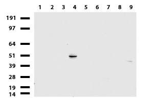 KRT20 / CK20 / Cytokeratin 20 Antibody - Western blot of cell lysates. (35ug) from 9 different cell lines. (1: HepG2, 2: HeLa, 3: SV-T2, 4: A549. 5: COS7, 6: Jurkat, 7: MDCK, 8: PC-12, 9: MCF7).